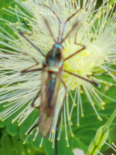 Toxorhynchites moctezuma