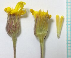 Heterotheca polothrix