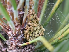 Acantholyda hieroglyphica