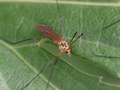 Nephrotoma flavescens