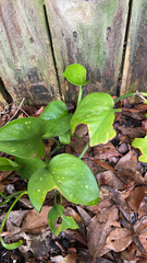 Epipremnum aureum