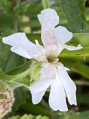 Microbotryum lychnidis-dioicae