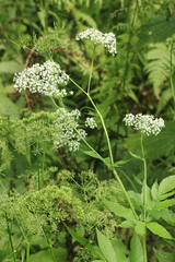 Aegopodium podagraria