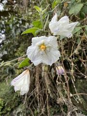 Solanum caripense