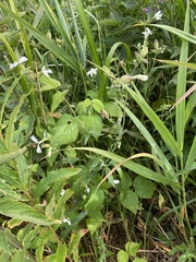 Microbotryum lychnidis-dioicae