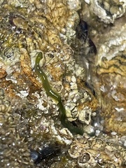Eulalia clavigera