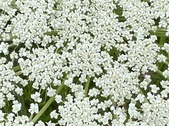 Daucus carota