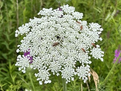 Daucus carota