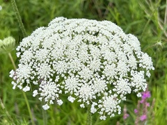 Daucus carota