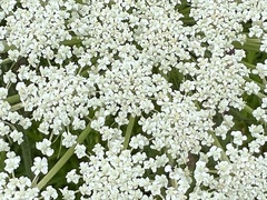 Daucus carota