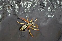 Polistes