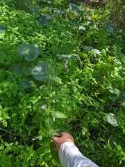 Epilobium glandulosum