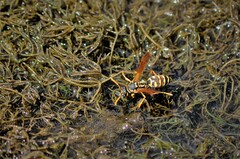 Polistes