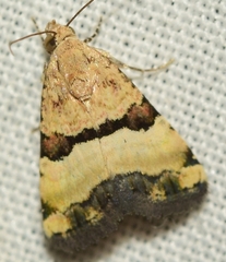 Pseudozarba bipartita