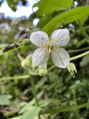 Klaprothia mentzelioides