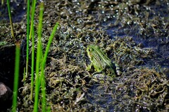 Pelophylax