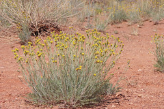 Hymenopappus filifolius polycephalus