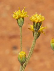 Hymenopappus filifolius polycephalus