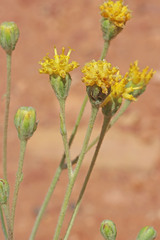 Hymenopappus filifolius polycephalus