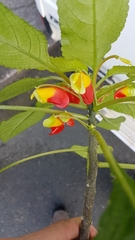 Impatiens niamniamensis