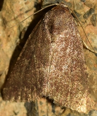 Condica viscosa