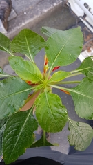 Impatiens niamniamensis