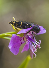 Acmaeodera knowltoni