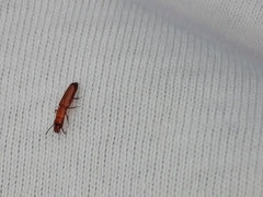 Prostomis mandibularis