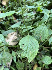 Klaprothia mentzelioides