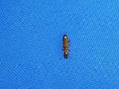 Prostomis mandibularis