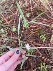 Lathyrus graminifolius