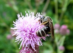 Lasioglossum leucozonium