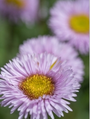 Erigeron alpinus