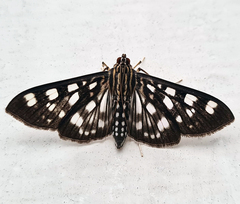 Pygospila bivittalis