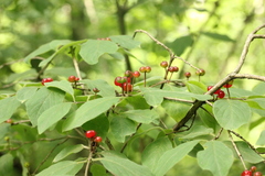 Lonicera xylosteum