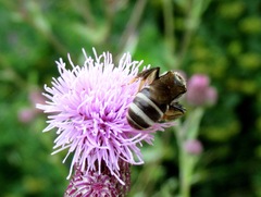 Lasioglossum leucozonium