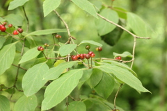 Lonicera xylosteum