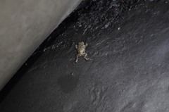 Bufotes viridis viridis