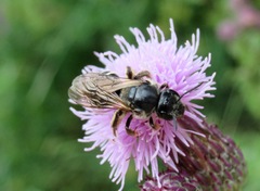 Lasioglossum leucozonium
