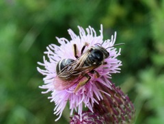 Lasioglossum leucozonium