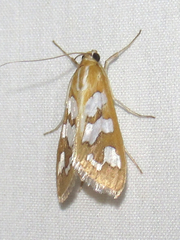 Diastictis robustior