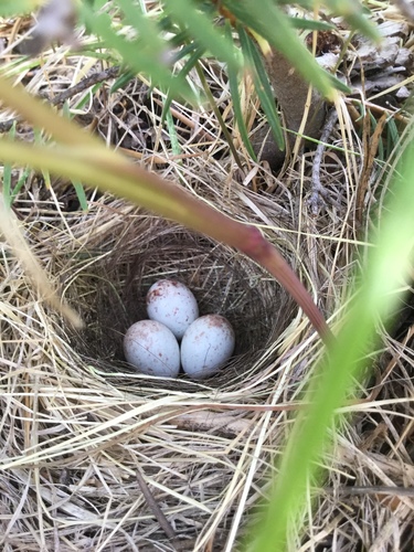 iNaturalist observation photo of Dark-eyed Junco