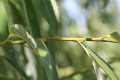 Salix alba