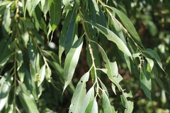 Salix alba