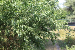 Salix alba