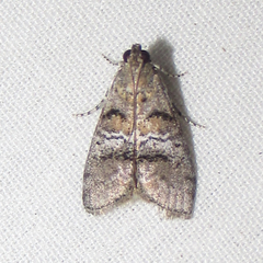 Pococera euphemella