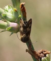 Schinia cardui