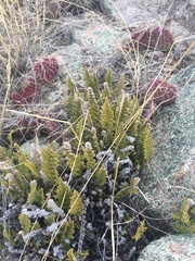 Myriopteris fendleri