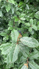 Erythrodiplax berenice