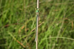 Lestes virens